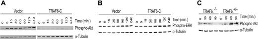 Figure 7. Inhibition of TRAF6 abolishes LPS-induced Akt activation. Endothelial cells transduced with a dominant-negative TRAF6 (TRAF6-C) were exposed to LPS (100 ng/mL) and CHX (50 μg/mL) for various times as indicated. Activation of Akt (A) and ERK (B) was determined by immunoblotting for phospho-Akt or phospho-ERK, respectively. Membranes were stripped and reprobed for α-tubulin as a loading control. (C) Wild-type or TRAF6-/- MEFs were stimulated with LPS only (100 ng/mL), and activation of Akt was determined by immunoblotting for phospho-Akt. Membranes were stripped and probed with α-tubulin as a loading control. Results are representative of 3 independent experiments.