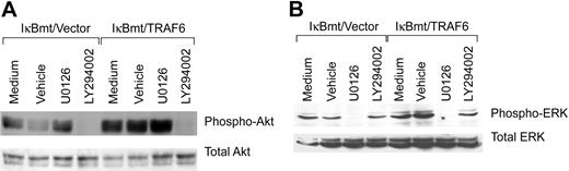 Figure 8. Inhibition of PI3K or MEK inhibits LPS-induced Akt or ERK activation, respectively. Double-transduced endothelial cells (as labeled) were pretreated for 60 minutes with specific inhibitors, vehicle only, or left untreated. Cells were subsequently treated with LPS (100 ng/mL) and CHX (50 μg/mL) for 60 minutes (Akt) or 30 minutes (ERK). Activation of Akt and ERK was determined by immunoblotting for phospho-Akt or phospho-ERK, respectively. Membranes were stripped and reprobed for total levels of ERK or Akt.