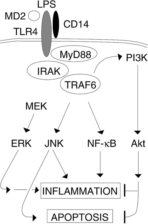 Figure 11. The role of TRAF6 in LPS-stimulated endothelial cells. LPS-induced activation of TRAF6 results in activation of multiple downstream signaling pathways involved in inflammation. Additionally, TRAF6 routes parallel apoptotic (JNK) and antiapoptotic (PI3K) signals that are triggered by LPS. However, LPS-induced ERK activation in endothelial cells is TRAF6 independent.