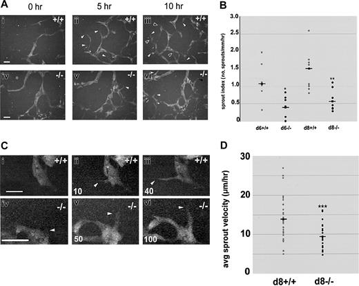 Figure 2. Sprout formation and migration are reduced in the absence of flt-1 Day-8 WT-eGFP (+/+; Ai-iii, Ci-iii) or flt-1-/--eGFP (-/-; Aiv-vi, Civ-vi) ES differentiation cultures were imaged by time-lapse at 1-minute intervals for the indicated times. (A) Over a 10-hour period, numerous new WT sprouts (i-iii) formed (white arrowheads) and remained or extended and/or fused at later times (black arrowheads), whereas very few flt-1-/- sprouts (iv-vi) formed during the same time period. Scale bar is 20 μm (Supplemental Movies S2-S3). (B) Movie frames were analyzed to determine a sprout index (no. of sprouts/mm/h) for multiple movies on day 6 (d6) or day 8 (d8) of differentiation. Gray dots indicate WT-eGFP sprout indices; black dots, flt-1-/--eGFP sprout indices; and squares with lines, the average of each group. *P < .03; **P < .01. (C) Over a 40-minute period, a WT sprout formed and extended between 30 and 40 μm, while over a 100-minute period a flt-1-/- mutant sprout formed and extended only 20 μm. White arrowheads point to sprout tips, and time in minutes is at bottom left. Scale bar = 20 μm (Supplemental Movies S4-S5). (D) Movie frames were analyzed to determine average sprout velocity (μm/h) for multiple sprouts from different movies on day 8 (d8) of differentiation. Gray dots indicate WT-eGFP average sprout velocities; black dots, flt-1-/--eGFP average sprout velocities; and squares with lines, the average of each group. ***P < .001.
