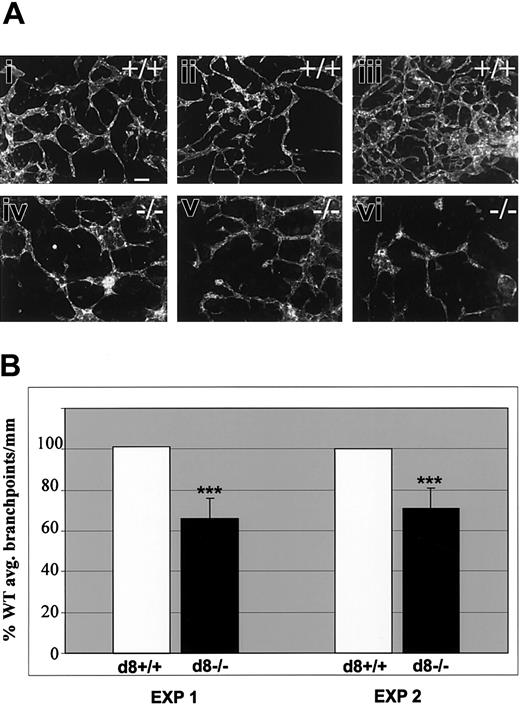 Figure 3. Branching morphogenesis is reduced in the absence of flt-1 Day-8 WT-eGFP (+/+; Ai-iii) or flt-1-/--eGFP (-/-; Aiv-vi) ES differentiation cultures were fixed and reacted with an anti-PECAM antibody. (A) Note that while each genotype had a range of branching complexities, on average less complexity was seen in the flt-1-/--eGFP cultures. Scale bar is 50 μm. (B) The average number of branch points per millimeter of vessel length was determined using 10 fields of each genotype in 2 experiments and expressed as a percentage of wild-type branching. ***P < .001.