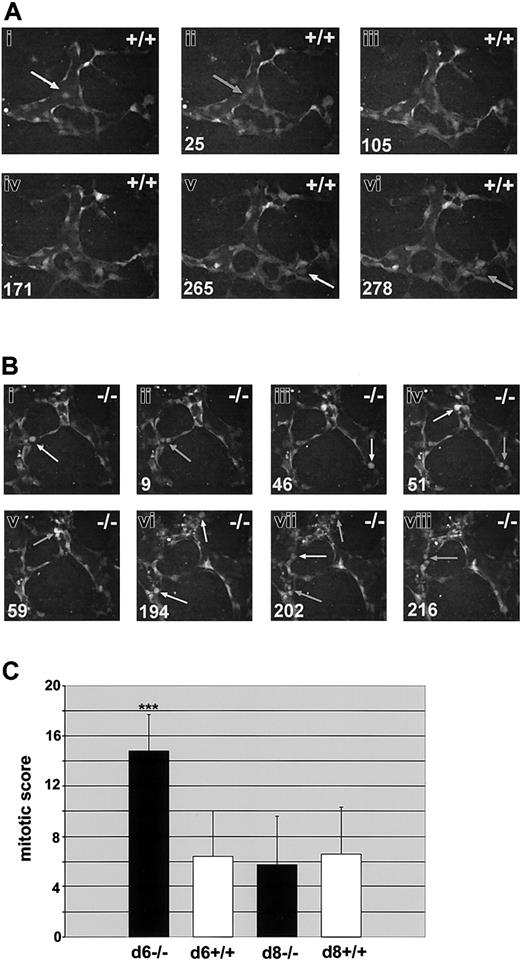 Figure 5. Endothelial cell divisions are increased in the absence of flt-1 Day-6 WT-eGFP (+/+;A) or flt-1-/--eGFP (-/-; B) ES differentiation cultures were imaged by time lapse at one-minute intervals for the indicated times. Day-8 cultures of both genotypes were also imaged for quantitation (C). (A-B) Endothelial cell predivision rounding up is denoted by white arrows, and cytokinesis is denoted by gray arrows. Time in minutes is at the bottom left. Note that over a similar time span there are more divisions scored in the flt-1-/- mutant vessels (Supplemental Movies S6-S7). Original magnification × 20. (C) Time-lapse movies from day-6 WT-eGFP (n = 6), day-6 flt-1-/--eGFP (n = 8), day-8 WT-eGFP (n = 8), and day-8 flt-1-/--eGFP (n = 8) were analyzed for a mitotic score (no. of endothelial cell divisions/eGFP-positive area/h). ***P < .001.