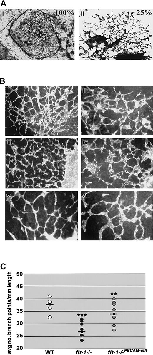 Figure 6. The flt-1-/- phenotype is partially rescued non-cell-autonomously and by an sflt-1 transgene. (A) Coculture analysis. Day-3 EBs were plated in wells so that (i) 100% were flt-1-/- mutant EBs or (ii) 75% were WT and 25% were flt-1-/- mutant EBs, and after attachment and incubation for a further 5 days, cultures were fixed and stained for β-galactosidase activity. Original magnification × 10. (B) Day-8 WT (Bi-ii), flt-1-/- transfected with a PECAM-sflt transgene (Biii-iv), and flt-1-/- (Bv-vi) ES differentiation cultures were fixed and reacted with an anti-PECAM antibody. Original magnifications × 10 (Bi,iii,v) and × 20 (Bii,iv,vi). Note that branching in flt-1-/-PECAM-sflt cultures more closely resembles WT than flt-1-/- cultures. (C) The average number of branch points per mm of vessel length was determined using multiple fields of each genotype. **P < .01, flt-1-/- versus flt-1-/-PECAM-sflt; ***P < .001, WT versus flt-1-/-.
