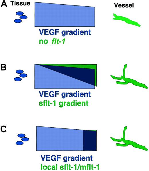 Figure 7. Models of flt-1 modulation of VEGF signal-negative modulation results in net positive effect on sprout formation. We favor a model of flt-1 action on sprout formation that results from flt-1 binding VEGF-A and preventing binding to flk-1 (see “Discussion” for details). This could occur in several ways. (A) VEGF-Amay be deposited in a gradient between the producing tissue and the target vessel, and this unmodified gradient is not conducive to sprout formation in the absence of flt-1. (B) sflt-1 may be secreted and form a counter-gradient that modifies and steepens the VEGF-A gradient, leading to increased sprout formation. (C) mflt-1 and/or sflt-1 may locally decrease the availability of VEGF-A, leading to increased sprout formation.