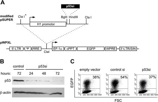 Figure 1. Construction of a lentiviral vector for the expression of siRNA. (A) The template DNA for p53 siRNA (p53si) was directionally inserted into the Bgl II and HindIII sites of pSUPER. A second ClaI restriction site (asterisk) was created by adaptor ligation. The complete p53si expression cassette was excised from the modified pSUPER as a ClaI fragment and inserted into the lentiviral vector pWPXL (dotted line). LTR indicates long terminal repeat; ψ, psi packaging signal; RRE, Ref-responsive element; cPPT, central polypurine tract; EF1-α, human elongation factor alpha; EGFP, enhanced green fluorescent protein; WPRE, posttranscriptional cis-acting regulatory element of the woodchuck hepatitis virus; and LTR/SIN, self-inactivating 3′ long terminal repeat. (B) Western analysis of p53 protein expression in 293T cells. Control indicates nontransduced 293T cells; p53si, 293T cells transduced with pWPXL-p53si. (C) Assessment of lentiviral infection efficiency. CD34+ cells infected with pWPXL (empty vector), pWPXL-control-si (control si), or pWPXL-p53si (p53si) were analyzed for EGFP expression by flow cytometry. Cutoff used for cell sorting of EGFP-positive cells is shown (horizontal lines). FSC indicates forward side scatter. The percentages of EGFP-positive cells are given.