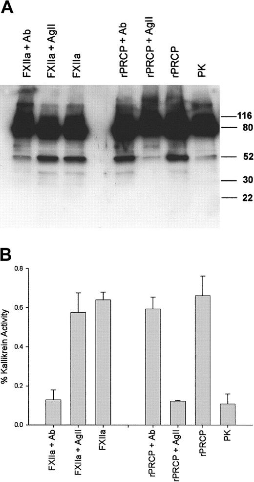 Figure 3. Specificity of rPRCP activation of PK. Twenty nanomolar PK was incubated in HCB, pH 7.4, in microtiter plate cuvette wells precoated with 2 μg HK with either 10 nM rPRCP or 40 pM FXIIa in the absence or presence of 300 μM angiotensin II (AgII) or 0.2 mg/mL neutralizing antibody to FXIIa (Ab). (A) At the end of the incubation, the wells were washed, and the reactions were stopped by the addition of sample buffer for SDS-PAGE, reduced with 2% β-mercaptoethanol, boiled, and applied to 12% SDS-PAGE for electrophoresis followed by immunoblot with a polyclonal antibody to human PK. The formed kallikrein was detected by a secondary antibody conjugated with horseradish peroxidase and then by chemiluminescence and autoradiography. Numbers to the right of the gel represent molecular mass standards in kilodaltons. This experiment is representative of 1 of 3 experiments. (B) This experiment was performed simultaneously with the experiment depicted in panel A. At the end of the incubation, the wells were washed with HCB, pH 7.4, and then by 100 μL HCB, pH 7.4, containing 0.8 mM S2302 was added. The formed kallikrein was indicated by the hydrolysis of the substrate for 1 hour at 37°C. This experiment is the mean ± SEM of 3 experiments performed simultaneously with 3 PK cleavage experiments shown in panel A.