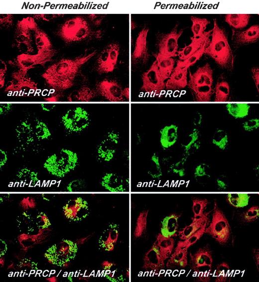 Figure 5. Laser scanning confocal microscopy of HUVEC PRCP. PRCP is shown in red and LAMP1 in green. HUVECs were grown on microscope slides for 2 hours and then fixed with 2% paraformaldehyde. Nonpermeabilized or permeabilized fixed cells were incubated with goat anti-PRCP and mouse anti-LAMP1 for 1 hour at 37°C. After washing, the PRCP and LAMP1 antigens were detected with a secondary antibody labeled with Alexa Fluor 594-labeled donkey antigoat antibody and FITC-conjugated sheep antimouse antibody, respectively, as described in “Materials and methods.” Original magnification × 60.
