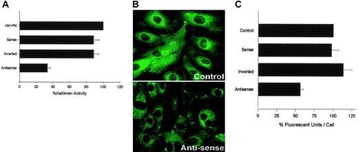 Figure 7. Influence of antisense oligonucleotides to PRCP to block PK activation or antigen on HUVECs. (A) Eighty percent to 90% confluent monolayers of HUVECs in microtiter plates were incubated with various oligonucleotides for 4 hours, as described in “Materials and methods.” After incubation and washing, the cells were incubated with standard culture media for 16 to 20 hours before assay for formed plasma kallikrein (“Materials and methods”). Results presented are the mean ± SEM of 5 separate experiments. HK + PK lane: Nontreated cells incubated with these proteins. Sense, inverted, and antisense lanes: Wells incubated with modified sense, inverted, or antisense morpholino oligonucleotides, respectively. (B) The figure is a representative laser scanning confocal micrograph of untreated HUVECs (control) or antisense treated (Antisense) using a goat anti-PRCP antibody.9 Original magnification × 60. (C) The influence of antisense oligonucleotides to PRCP on PK antigen expression on HUVECs. HUVECs were grown on microscope slides and prepared for morpholino treatment, as described in “Materials and methods.” Data presented for each condition are the mean ± SEM of 32 to 34 fields of view with an average of 14 to 15 cells/field from 5 independent experiments. Results are expressed as arbitrary fluorescent units per cell. Control lane: untreated cells. Sense, inverted, and antisense lanes: HUVECs incubated with modified sense, inverted, or antisense morpholino oligonucleotides.