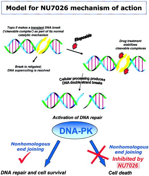 Figure 7. Model for NU7026 mechanism of action. Schematic representing our model for the mechanism by which NU7026 potentiates topo II poison cytotoxicity. The topo II-DNA complex is an intermediate step in the catalytic cycle during which the enzyme passes one DNA duplex through another (via a covalent protein-bridged DNA break) and then religates the cleaved DNA. Treatment with detergent can disrupt or cleave these complexes, hence the term “cleavable complexes.” However, treatment of cells with topo II poisons (eg, etoposide) results in stabilization of the normally transient cleavable complex. After stabilization by drugs, complexes may be processed into DNA DSB, stimulating activation of DNA repair enzymes. Recruitment of DNA-PK to DSB facilitates nonhomologous end joining and therefore repair of DNA. However, in the presence of NU7026, DNA-PK activity is inhibited, NHEJ is impeded, and thus persistence of DNA damage leads to cell death.