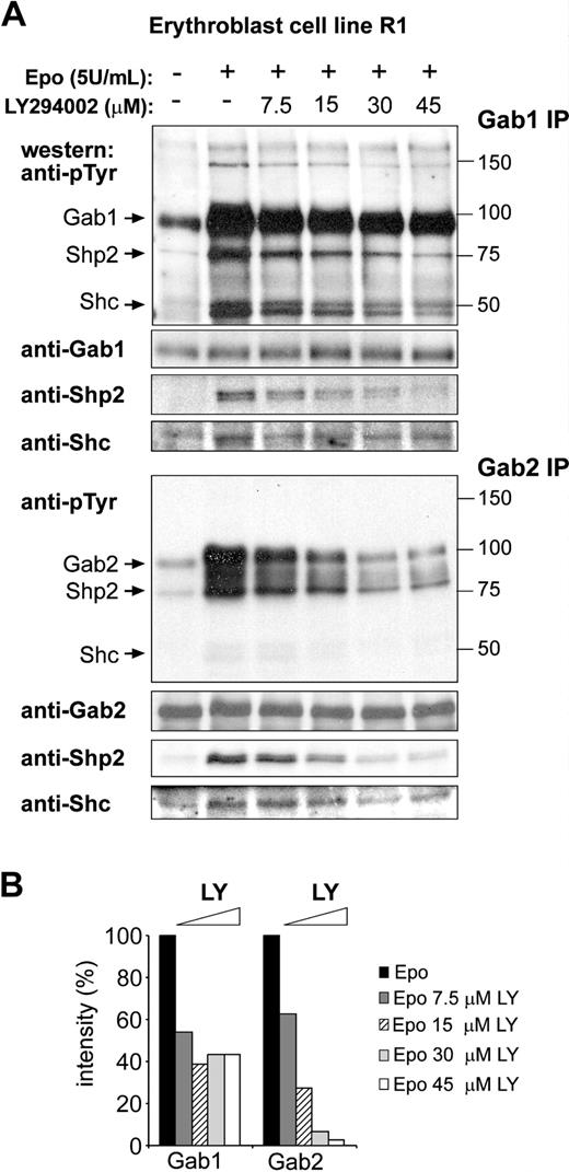 Figure 1. EPO-induced phosphorylation of Gab2, but not Gab1, is dependent on PI3K activity. (A) Erythroblast cell line R1 was factor deprived (4 hours), left untreated (lane 1), or restimulated with EPO (5 U/mL; 10 minutes) in the presence of increasing amounts of the PI3K inhibitor LY294002. Gab1 and Gab2 were immunoprecipitated from cell lysates and analyzed for tyrosine phosphorylation on Western blot. The same blots were stained with anti-Gab1 and anti-Gab2 to control equal loading. Coimmunoprecipitated Shp2 and Shc were detected by specific antibodies. Size markers (kDa) and coimmunoprecipitating proteins are indicated next to the panels. (B) Tyrosine phosphorylation of Gab1 and Gab2 in the presence of increasing concentrations of LY294002 was quantified by densitometric analysis as shown in panel A. Intensity in absence of LY294002 was set at 100%.