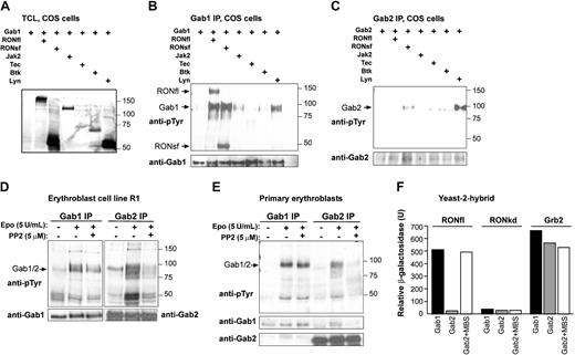 Figure 2. Distinct regulation of Gab1 and Gab2 tyrosine phosphorylation. (A-C) COS cells were transfected with pSG5-based expression constructs encoding Gab1, Gab2, and various kinases, as indicated. After 48 hours, cells were harvested. (A) Phosphorylation status of transfected kinases was detected on Western blots using antiphosphotyrosine antibodies (PY99). Similarly, Gab1 (B) and Gab2 (C) immunoprecipitates were analyzed for tyrosine phosphorylation. Arrows indicate the positions of Gab1, Gab2, RONsf, and RONfl. Size markers are indicated in kDa. Blots were restained with anti-Gab1 or anti-Gab2, as indicated. (D-E) R1 erythroblasts (D) and fetal liver-derived erythroblasts (E) were factor deprived for 4 hours in the absence or presence of the Src kinase family inhibitor PP2 (5 μM), as indicated. Cells were left unstimulated or were stimulated with EPO (5 U/mL; 10 minutes). EPO-induced Gab1 or Gab2 phosphorylation was assayed on immunoblots using PY99, and equal loading was controlled by staining with anti-Gab1 or anti-Gab2. Size markers are indicated in kDa. (F) Gab 1 associated directly with RON in Y2H assays. Gab proteins were coexpressed with RON, RONkd, and Grb2 in the yeast reporter strain L40. Gab2+MBS encodes Gab2 protein with an insertion of MBS. Associations were quantified by β-galactosidase liquid assay.