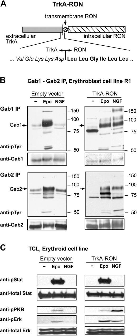 Figure 5. Activation of TrkA-RON induces phosphorylation of multiple downstream targets. (A) Representation of the TrkA-RON fusion protein transduced into erythroblasts. The extracellular portion of TrkA (italicized amino acids) was fused to the total transmembrane domain and intracellular tail of RON (boldface amino acids). (B-C) TrkA-RON-expressing and empty vector control cells were factor deprived and restimulated with EPO (5 U/mL; 10 minutes) or NGF (100 ng/mL; 10 minutes), as indicated. (B) Western blots containing Gab1 and Gab2 immunoprecipitates were stained with antiphosphotyrosine antibodies and antibodies against Gab1 and Gab2. Positions of Gab1 and Gab2 are indicated by arrows; positions of size markers are indicated in kDa. (C) Western blots containing whole-cell lysates were stained for Tyr694/699-phosphorylated Stat5, Ser473-phosphorylated PKB, and Thr202/Tyr204-phosphorylated ERK1/2. To control for equal loading, the blot was restained with anti-Stat5 and anti-ERK1/2.