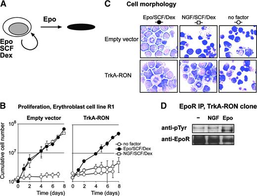 Figure 6. TrkA-RON activation can replace EPO in erythroblast expansion. (A) Erythroblasts undergo renewal division in the presence of EPO, SCF, and Dex, but they differentiate to mature erythroblasts in the presence of EPO. (B) Empty vector (EV) and TrkA-RON-transduced erythroblasts were seeded in medium containing no factors (○) or SCF and Dex supplemented with either EPO (2 U/mL; •) or NGF (10 ng/mL; □). Cells were counted daily, and cell densities were maintained between 1.5 and 3 × 106 cells/mL. Cumulative cell numbers were calculated. Error bars indicate SD of 3 independent experiments. (C) Cell morphology in the cultures described for panel B was examined on day 6. Cytospins were stained with histologic dyes and neutral benzidine to stain hemoglobin and were photographed with 60× magnification. Both cultures contained proliferating blasts in the presence of EPO/SCF/Dex. In the presence of NGF/SCF/Dex, control cultures (empty vector) contained pyknotic cells, whereas TrkA-RON-expressing cultures contained proliferating blasts. In the absence of factors, both cultures contained pyknotic cells. (D) TrkA-RON-expressing cells were factor deprived (-) and stimulated with NGF (100 ng/mL) or EPO (5 U/mL). EpoR was immunoprecipitated from cell lysates and was analyzed on Western blot with antiphosphotyrosine antibodies or specific antibodies to check for equal loading.