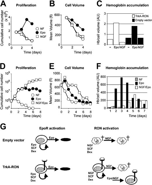 Figure 7. Activation of TrkA-RON fails to support erythroid differentiation and delays differentiation in the presence of EPO. (A-B) TrkA-RON-expressing erythroblasts were cultured in medium containing iron-loaded transferrin without additional factor (NF; ○), supplemented with EPO (2 U/mL; •) or with NGF (10 ng/mL; □). Total cell numbers (A) and mean cell volume (B; fl) are depicted. (C) On day 4 of the experiment, hemoglobin content was measured (Hb/cell volume in arbitrary units) in empty vector-transduced cultures and TrkA-RON-expressing cultures seeded in the absence of factor (-) or in the presence of EPO or NGF. (D-F) TrkA-RON-expressing erythroblasts were seeded in differentiation medium lacking growth factor (NF; ○) or in medium supplemented with EPO (2 U/mL; •) or EPO (2 U/mL) plus NGF (10 ng/mL; □). Cumulative cell number (D), cell volume (E; fl), and hemoglobin accumulation (F; Hb/cell volume, in arbitrary units) were determined at daily intervals. (G) Schematic representation of the results. Empty vector-transduced cultures and TrkA-RON-expressing cultures could be expanded in the presence of EPO/SCF/Dex and differentiated in the presence of EPO. When NGF was substituted for EPO, TrkA-RON-expressing cultures were expanded, whereas control cells became pyknotic. However, NGF failed to support the differentiation of TrkA-RON-expressing erythroblasts. In combination with EPO, NGF delayed differentiation of the TrkA-RON-expressing erythroblasts.