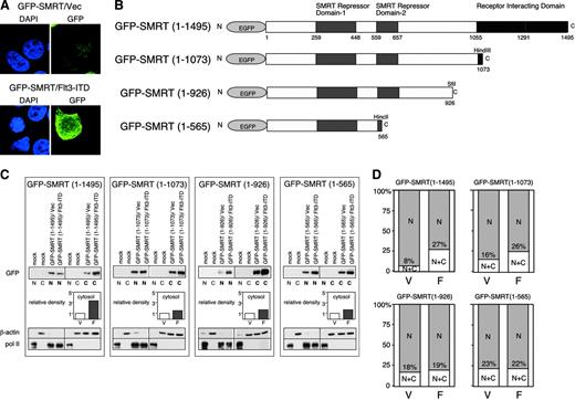 Figure 4. Overexpression of Flt3-ITD leads to the SMRT localization from nucleus to cytoplasm. (A) Alteration of subcellular localization of GFP-SMRT by Flt3-ITD. The 293T cells were transfected with GFP-SMRT together with an empty expression plasmid (top) or Flt3-ITD expression vector (bottom) and stained with 4′6 diamidino-2-phenylindole (DAPI). (B) Schematic presentation of SMRT deletion mutants assayed for nuclear/cytoplasmic localization in response to Flt3-ITD (EGFP, enhanced GFP). (C) Biochemical subcellular fractionation of SMRT proteins. GFP-SMRT and deletion mutants were introduced into 293T cells with either an empty vector (V) or Flt3-ITD (F), as indicated. The cells were harvested and separated into nuclear and cytoplasmic fractions. Equal proportions of the nuclear and cytoplasmic fractions were separated by electrophoresis and immunoblotted for SMRT. Lighter exposures of the same blot were analyzed using NIH image 1.6 in order to quantify the levels of expression of SMRT. Relative density of cytosolic SMRT was determined as described in Figure 2. The quality of the fractionation was determined by immunoblot for nuclear RNA polymerase II and cytoplasmic β-actin. (D) Subcellular localization of GFP fusion proteins. Cells transfected with the indicated GFP-SMRT constructs in the presence (F) or absence (V) of coexpressed Flt3-ITD were visualized by immunofluorescence microscopy and the percentage of cells exhibiting nuclear or cytoplasmic SMRT expression was scored. The data represent the average percentage of 2 independent experiments of at least 200 cells per experiment. C indicates cytoplasmic; and N, nuclear.