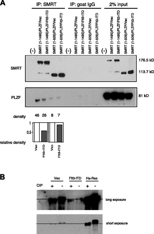 Figure 5. The SMRT-RID is critical to the ability of Flt3-ITD to inhibit SMRT-PLZF interaction. (A) The 293T cells were transfected with full-length PLZF and SMRT (1-1495) or the RID deletion mutant SMRT (1-926) expression plasmids in the presence (F) or absence (V) of Flt3-ITD expression plasmid. SMRT was precipitated by polyclonal goat anti-SMRT antibody and the immunoprecipitates were separated by electrophoresis and immunoblotted for PLZF. The intensity of each band was measured by densitometry using NIH image 1.60 software. Relative density of PLZF was determined as described in Figure 2. (B) Flt3-ITD does not increase phosphorylation of SMRT. The 293T cells were transfected with full-length GFP-SMRT (1-1495) with indicated expression plasmids: either control vector (vec), Flt3-ITD, or Ha-Ras plasmid. Cell extracts were then harvested in the presence or absence of calf intestinal alkaline phosphatase (CIP) and blotted with SMRTe polyclonal antibody.