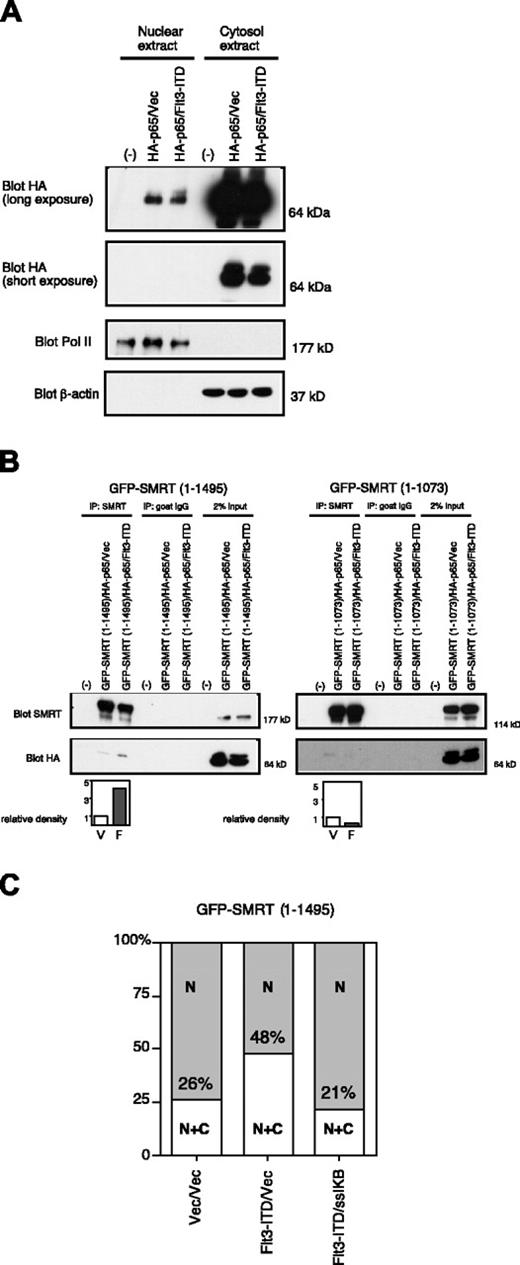 Figure 6. Flt3-ITD enhances SMRT-p65 interaction through the SMRT-RID. (A) Subcellular localization of p65 in the absence (vec) or presence of Flt3-ITD. HA-p65 was transfected into 293T cells, which were subjected to biochemical fractionation. Equal proportions of the resulting lysates were immunoblotted with anti-HA antibody to detect p65. (B) Importance of RID for p65-SMRT interaction and enhancement by Flt3-ITD. Cells were transfected with HA-p65 and GFP-SMRT (1-1495) or GFPSMRT (1-1073) in the presence (F) or absence (vec; V) of Flt3-ITD. Cytosolic extracts from the transfected cells were coimmunoprecipitated with anti-SMRT antibody and immunoblotted with anti-HA antibody to detect p65. The immunoblots were quantified by densitometry and the relative density was calculated. (C) Overexpression of ssIκBα inhibits the effect of Flt3-ITD. Cells transfected with the full-length GFP-SMRT (1-1495) constructs in the presence or absence of coexpressed Flt3-ITD and ssIκBα were visualized by immunofluorescence microscopy. The percentage of cells exhibiting nuclear (N) or cytoplasmic (C) SMRT expression was scored in 100 cells. Data are representative of 3 experiments.