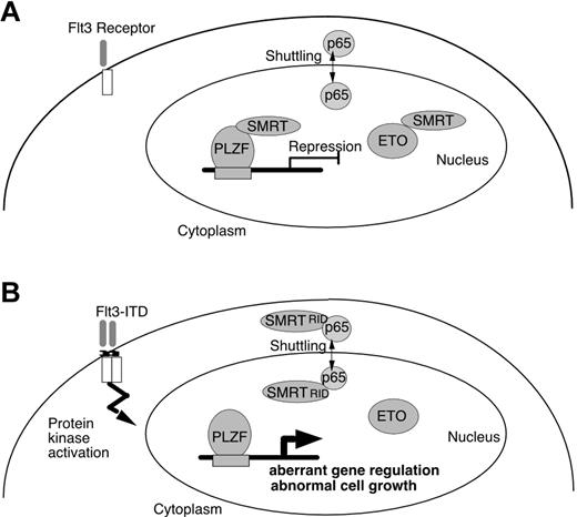 Figure 7. Effect of Flt3-ITD on PLZF and ETO association with SMRT. (A) Normal cells, PLZF and ETO, both interact with SMRT and function to repress transcription. (B) In leukemia, expression of Flt3-ITD results in the enhancement of the binding of nuclear-cytoplasm shuttling protein p65 and SMRT, which enhances nuclear export of SMRT. This plays a role in dissociation of SMRT from nuclear transcriptional repressors, altering gene regulation and growth control in the leukemic cell.