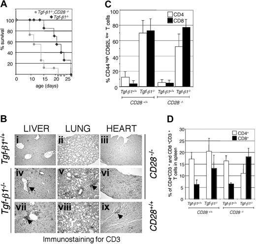 Figure 1. Disruption of CD28 resulted in shorter survival and accelerated infiltration of CD3+ T cells in vital organs in Tgf-β1-/- mice. (A) Survival curves of Tgf-β1-/-/CD28-/- mice and Tgf-β1-/- mice (n = 7). A significant reduction in survival (P = .004 with log-rank test) was observed by the cross of Tgf- β1-/- mice with CD28-/- mice. (B) CD3 immunostained sections from liver, lung, and heart from 13-day-old Tgf-β1+/+/CD28-/- mice (i-iii), Tgf-β1-/-/CD28-/- mice (iv-vi), and Tgf-β1-/-/CD28+/+ mice (vii-ix) are shown. Original magnification, × 400. Arrowheads indicate CD3+ T-cell infiltrates. (C) Expression of memory/activation markers on CD4+ and CD8+ T cells was not significantly altered by the disruption of CD28 in Tgf-β1-/- mice. The percentages of CD62LlowCD44high T cells are shown (n = 6 for Tgf-β1+/+/CD28+/+, Tgf-β1-/-/CD28+/+, Tgf-β1-/-/CD28-/-;n = 4 for Tgf-β1+/+/CD28-/-). (D) Disruption of CD28 resulted in CD8+ T-cell expansion in Tgf-β1-/- mice (n = 10 for Tgf-β1+/+/CD28+/+ and Tgf-β1-/-/CD28+/+ mice; n = 5 for Tgf-β1+/+/CD28-/- mice; and n = 7 for Tgf-β1-/-/CD28-/-). Percentages of CD3+CD4+ and CD3+CD8+ T cells in spleens are shown.