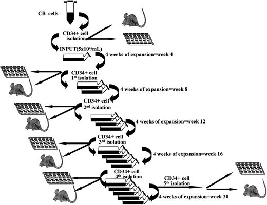 Figure 1. Stroma-free LTCs associated with repeated expansion-isolation procedures. Scheme of “fractionated” stroma-free LTCs with cytokines. At start of cultures, CB CD34+ cells were plated at 5 × 104/mL as explained in “Patients, materials, and methods” in triplicate or quadruplicate tissue culture flasks. Every 4 weeks all cells were harvested and CD34+ cells isolated with miniMACS devices and recultured as described in “Patients, materials, and methods.”