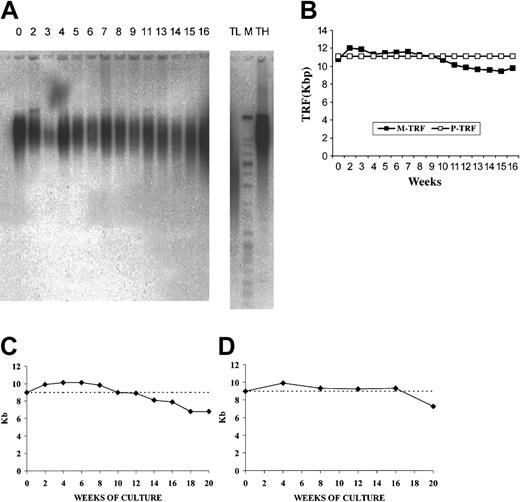 Figure 3. Telomere length of input CB CD34+ cells and suspension cells obtained at weekly intervals in long-term OP9/adeno-TPO stromal cell coculture and during stroma-free LTC. (A) TRF Southern blot analyses at baseline and weekly. (B) Mean or peak TRF values plotted over 18 weeks. Cultured cells showed some initial telomere elongation as measured by mean TRF values with a loss of less than 10% of initial value (1 kb). Peak TRF showed no decline, suggesting that the population was heterogeneous with a substantial subpopulation showing no telomere loss over the entire culture period. Telomere length of input CB CD34+ cells and of CD34+ cells purified from cytokine-stimulated, nonstromal cultures at intervals over 20 weeks of culture (C) and after repeated expansion-isolation procedures over 20 weeks of culture (D). Telomere length has been determined by flow FISH. Note the initial increase in telomere length over the first 8 weeks (C-D), the progressive decline beginning at 12 weeks (C) and the stabilization of the telomere size over 16 weeks and the progressive decline beginning at 20 weeks (D).