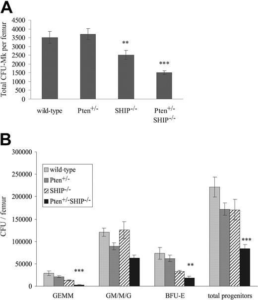 Figure 2. Decreases in megakaryocytic and myeloid progenitor numbers in Pten+/-SHIP-/- marrow. (A) Megakaryocyte progenitor cultures were fixed, dried, and stained after 10 days of incubation. The total number of colonies was assessed and expressed as values per femur. Cultures from SHIP-/- marrow show decreased numbers of progenitors per femur, whereas the number of progenitors from Pten+/-SHIP-/- marrow was significantly reduced compared with all other genotypes. (B) BM cells were plated in duplicate in methylcellulose complete with growth factors, and the number and type of colonies was scored 10 to 12 days later. Pten+/-SHIP-/- mice showed decreases in GEMMs, BFU-Es, and total overall progenitor numbers compared with littermate controls. **P < .05 compared with wild-type and Pten+/-alone; ***P < .05 or less compared with all genotypes. Data were compiled from assays performed on 3 mice per genotype plus or minus the standard error of the mean (SEM) of the number of colonies.