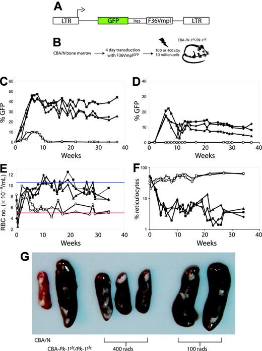 Figure 2. 400 cGy gamma irradiation allows long-term stable engraftment of transduced marrow cells. (A) Five CBA-Pk-1slc/Pk-1slc mice underwent transplantation with 10 million 5-FU-treated marrow cells from CBA/N mice transduced with the retroviral vector F36VmplGFP. (B) The schematic shows the experimental plan. (C-F) Two mice received conditioning with 100 cGy (open symbols), and 3 mice received 400 cGy (filled symbols). All 3 mice that were conditioned with 400 cGy before transplantation exhibited stable engraftment of GFP-positive erythrocytes (C) and platelets (D) and correction of their anemia as evidenced by an increase in RBC number (E) and a decrease in the percentage of reticulocytes (F). Mice conditioned with 100 cGy did not have evidence of GFP-positive erythrocytes beyond 10 weeks after transplantation (C; open symbols), did not have GFP-positive platelets (D), remained anemic (E), and had persistently elevated reticulocyte levels (F). Panel G shows the spleens from the 5 mice that received transplants and 2 control mice. The weights are as follows: CBA/N, 60 mg; CBA-Pk-1slc/Pk-1slc, 310 mg; 400 cGy, 120 mg, 100 mg, 100 mg; 100 cGy, 350 mg, 360 mg. In panel E, the blue line represents the average RBC number for CBA/N mice, and the red line represents the average RBC number for CBA-Pk-1slc/Pk-1slc (Figure 1).