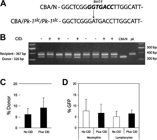 Figure 6. Analysis of leukocytes after CID administration. PCR primers were designed to flank the mutation responsible for the PK deficiency. The A>G transition results in the loss of a BstEII site (A, bold). DNA was purified from 50 μL peripheral blood from the experimental mice in Figure 4 at week 44. DNA was also obtained from the peripheral blood of CBA/N and CBA-Pk-1slc/Pk-1slc (pk) mice. This genomic DNA was used as a template for PCR. The resultant product was digested with BstEII and subjected to agarose gel electrophoresis (B). Relative donor contribution was determined based on band intensity (C). Fifty microliters peripheral blood was also used for flow cytometric analysis to determine GFP expression in the leukocytes. Forward and side scatter was used to identify the neutrophil and lymphocyte populations. Percentages of GFP expression in the 2 cell types did not differ significantly between CID-treated and untreated mice (D). Error bars indicate 1 standard deviation.