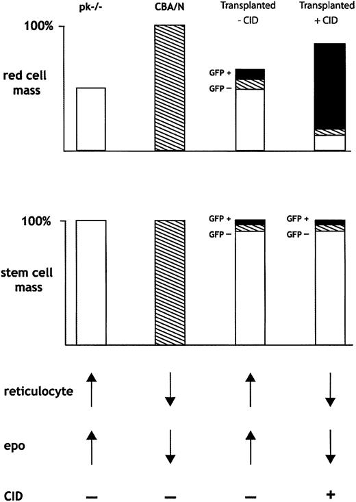 Figure 7. Schematic of proposed method whereby CID-mediated expansion of transduced erythrocytes results in in vivo selection. Selective expansion of GFP-positive RBCs results in decreased erythropoietin and decreased production of nontransduced RBCs from donor and recipient cells. See “Discussion” for a complete description of Figure 7.