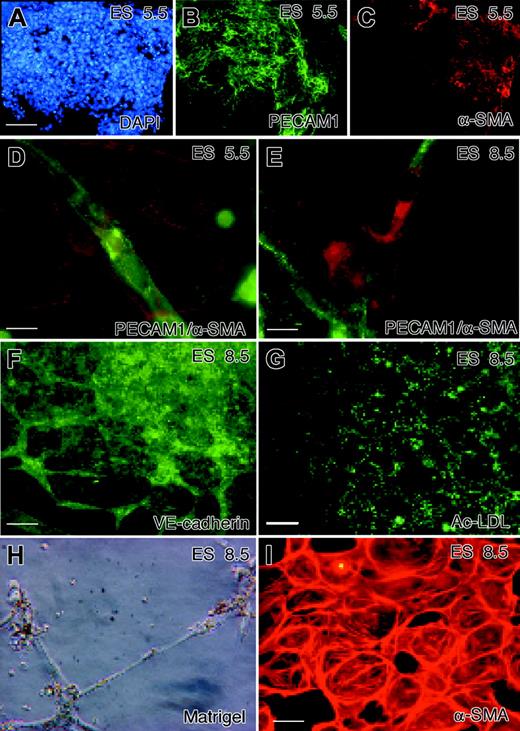 Figure 1. ES cells differentiate into mature ECs and SMCs by VEGF-A treatment. Indirect immunofluorescence analysis by double staining of endothelial and mural precursors. (A-C) At 5.5 days of ES cell differentiation, ECs stained with PECAM1 (green) and α-SMA-positive cells (red) form a network on different focal planes. Nuclei were stained with DAPI as indicated. Scale bar, 40 μm. (D-E) From day 5.5, EC precursors stained with PECAM1 (green) form primitive capillary tubes, which at 8.5 days are surrounded by SMCs stained with α-SMA (red). Scale bar, 16 μm. (F-G) At 8.5 days of differentiation, ECs are positive for VE-cadherin, which is a late marker of differentiation, and are able to uptake the acetylated low-density lipoprotein (Ac-LDL) particles. Green fluorescent Ac-LDL particles were added directly to the medium of differentiated ECs and analyzed at the microscope. Scale bar, 200 μm. (H) Differentiated ECs at 8.5 days plated on matrigel form capillary-like structure in vitro. Differentiated ECs from VEGF-A-induced EBs were disaggregated and plated on Matrigel. (I) SMCs showed fully differentiated α-SMA fibers. The field was at the periphery of the EBs to observe SMCs. Scale bar, 24 μm.