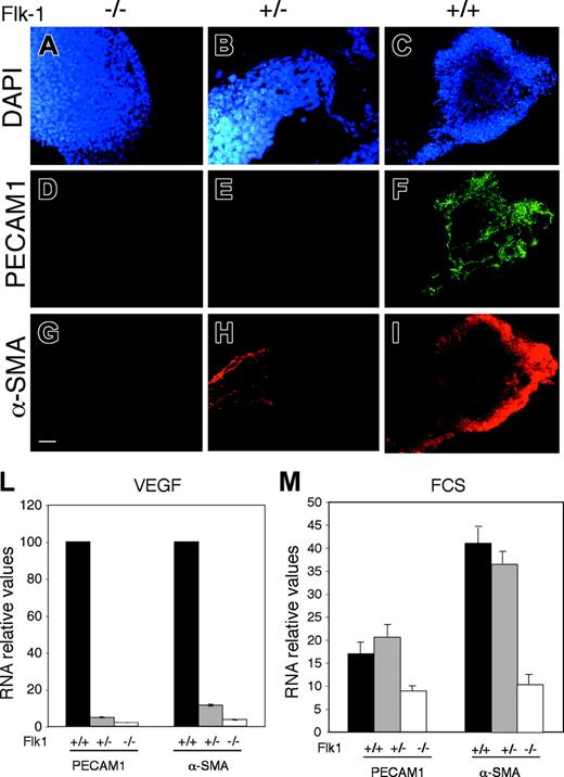 Figure 2. Flk-1 mutant ES cells do not differentiate into ECs and SMCs in chemically defined medium. Immunostaining of Flk-1 knock-out (Flk-1-/-), heterozygous (Flk-1+/-), and wild type (Flk-1+/+) cells at 5.5 days of differentiation with VEGF-A as indicated. (A-C) DAPI staining of cell nuclei. (D-F) PECAM1 staining of EC precursors. (G-I) α-SMA staining for mural precursors. Scale bar, 800 μm. (L) Quantitative RT-PCR of PECAM1 and α-SMA mRNAs and at 8.5 days of differentiation with VEGF-A in serum-free medium of Flk-1 wild-type, heterozygous, and knock-out cells as indicated. (M) Quantitative RT-PCR of PECAM1 and α-SMA mRNAs at 8.5 days of differentiation in FCS of Flk-1 wild-type, heterozygous, and knock-out cells as indicated. The data shown in panels L-M are the results of 3 independent experiments. Error bars indicate standard deviation.