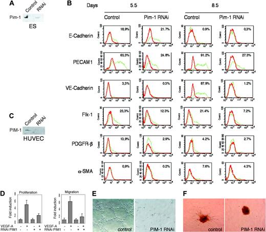 Figure 7. Pim-1 is required for vasculogenesis and angiogenesis in vitro. (A) Western blot analysis of Pim-1 silencing obtained by infecting ES cells with a lentivirus vector expressing Pim-1 siRNA. (B) FACS analysis of differentiated ES cells at 5.5 and 8.5 days using specific antibodies for each marker as indicated. Green lines indicate the positive cell population, and numbers above each curve indicate the percentage of positive cells compared with red lines, which represent negative controls. ES cells were infected with a lentivirus vector generating, under the control of the U6 promoter, siRNA for renilla luciferase gene (control) or the murine Pim-1. (C) HUVECs were infected with the lentiviral vector expressing siRNA to silence the renilla luciferase (control) or human PIM-1 under the control of the U6 polymerase promoter. Pim-1 expression in HUVECs was valued by Western blot at 2 hours after VEGF-A induction. (D) PIM-1 silencing affects both proliferation and migration of HUVECs in vitro. Vertical bars represent the fold induction as indicated. Proliferation and migration tests were performed as described.24 The data are the results of 3 independent experiments. (E) Pim-1 silencing inhibited the angiogenesis assay in vitro. A representative experiment is shown. The assay was performed by plating HUVECs either infected with the mock vector or infected with the siRNA lentiviral vector on Matrigel, and HUVECs were induced with VEGF-A as described.24 (F) PIM-1 silencing inhibited sprouting of ECs. A representative experiment is shown. The sprouting assay was performed as described.35 Original magnification × 40.