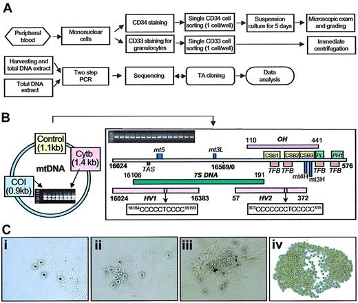 Figure 1. Work flow chart, linearized map of mtDNA control region, 2-step PCR amplification for target genes and circulating CD34 clones. (A) Flow chart for mtDNA analysis of single circulating CD34 cells and granulocytes (described in “Materials and methods”). Evidence of mtDNA heterogeneity was further confirmed by reamplification of the original lysate. (B) Linearized map and function location of mtDNA control region between nucleotides 16024 to 16569 and 1 to 576 (D-loop) and 2-step PCR amplification of control region (1.12kb) and CO1 (0.91 kb) and Cytb (1.39 kb) genes; HV1 (hypervariable segment 1, nucleotides 16024-16383), HV2 (hypervariable segment 2, nucleotides 57-372), OH (H-stand origin, nucleotides), CSB (conserved sequence block), mt5 (control element), mt3L (L-strand control element), TAS (termination-associated sequence), PL (L-strand promoter), PH1 (major H-strand promoter), TFB (mitochondrial transcription factor binding site), mt4H (H-strand control element), and mt3H (H-strand control element). The homopolymeric C tracts located on HV1 (nucleotides 16184-16193; 5CT4C) and HV2 (nucleotides 303-315; 7CT5C). (C) The number and morphology of circulating CD34 clones after 5-day suspension culture. Each picture shows a different grade: (i) less than 5 cells per well (grade 1), (ii) between 6 and 10 cells per well (grade 2), (iii) 11 to 20 cells per well (grade 3), (iv) more than 21 cells per well (grade 4). Original magnification for panels Ci-Ciii, × 200; for Civ, × 100.