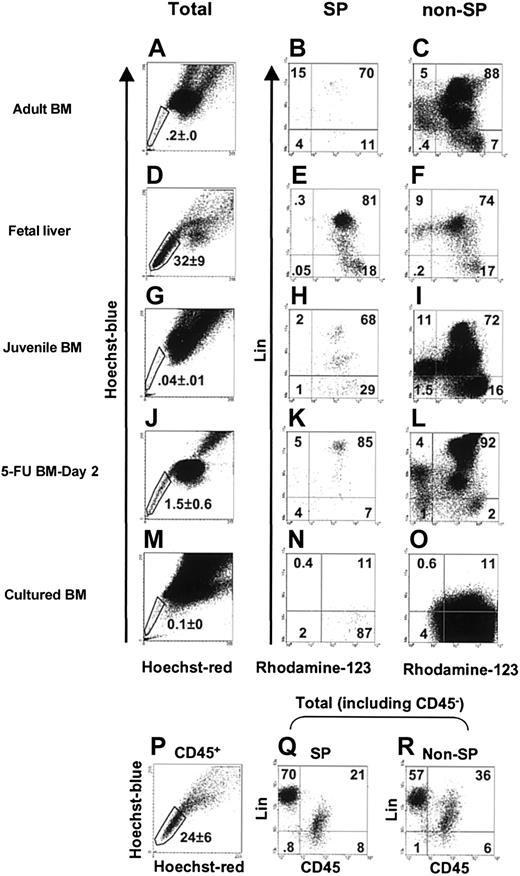 Figure 1. The variable prevalence of SP cells in different hematopoietic cell populations. Cells were costained with lin+ antibodies, Hoechst 33342, and Rhodamine-123 as described in “Materials and methods.” Representative FACS profiles are shown for adult bone marrow (A-C), day-14.5 fetal liver (D-F and P-R), juvenile bone marrow (G-I), day-2 5-FU adult bone marrow (J-L), and adult Sca-1+ bone marrow cells cultured for 7 days with SF, IL-11, and flt3-ligand (M-O). The first column of FACS profiles shows the dual-wave Hoechst 33342 emission fluorescence of the total population of PI- cells for each population examined. The second column of profiles (B-N) shows the subpopulations of SP cells according to their expression of lin+ markers and Rhodamine-123 fluorescence. For the analyses of adult bone marrow cells (B-C), Mac1 was included in the lin+ antibody cocktail, but in all other analyses Mac1 was omitted. The third column of profiles (C-O) shows the corresponding subsets in the non-SP cells from each of the suspensions tested. The gates shown in the panels in the second and third columns were used to isolate cells for HSC assays. For fetal liver, some cells were also stained with CD45 (which does not stain either hepatic cells or mature erythroid cells), and representative profiles are shown in panels Q-R. Because maturing erythroblasts make up most of the cells in the day 14.5 fetal liver, a large lin+CD45- population is seen (Q-R). The values shown in all of the profiles show the percentages of cells in each subset of the population examined (total cells in the first column, SP cells in the second column, non-SP cells in the third column, and as indicated in panels P-R). Note that in the experiments with cultured adult bone marrow cells, the streptavidin-APC used to visualize the lin+ cells gave a very weak staining of these cells and hence a likely underestimation of their numbers (N-O).