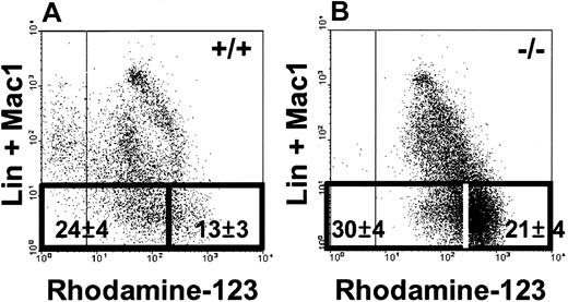 Figure 2. SP cells from FVB-mdr-1a/b-/-bone marrow contain reduced numbers of Rho-/low cells. SP cells from both FVB-+/+ (A) and FVB-mdr-1a/b-/- (-/-) mice (B) were analyzed for their expression of lin+ markers (including Mac1) and Rhodamine-123 efflux capability. The gates used to distinguish the Rho-/low and Rhohigh fractions of lin- SP cells and the percentages of lin- SP cells (mean ± SEM from 3 experiments) found within these gates are indicated.