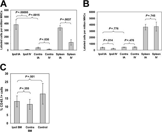 Figure 1. Homing and engraftment of bone marrow cells following arterial or venous injection. Equal numbers of differentially labeled cells were simultaneously injected into the tail vein or femoral artery of lethally irradiated mice. The numbers of (A) lin- or (B) lin+ cells homing to the ipsilateral BM (Ipsil), contralateral BM (Contra), or spleen following intra-arterial (IA) or intravenous (IV) injection were measured by flow cytometry (n = 4 for both groups). (C) The percentage of CD45.1 hematopoietic cells in the ipsilateral and contralateral BM injected via the femoral artery was also measured 6 weeks following injection of the cells (n = 5). Control mice had CD45.1 cells injected into the tail vein. Error bars represent SEM.