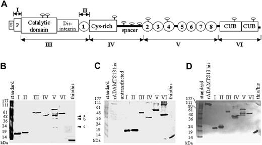 Figure 1. ADAMTS13 fragments used for epitope mapping. (A) Domain organization of ADAMTS13 and a map of the ADAMTS13 fragments (I, II, III, IV, V, and VI) expressed in E coli. Indicated are the signal peptide (S), the propeptide (P), the catalytic, disintegrin, cys-rich, and spacer domains, the 2 CUB domains, and the 8 TSP type 1 repeats (1-8) (according to Zheng et al11). (B) Silver staining of purified recombinant ADAMTS13 fragments expressed in E coli (a-c). Contaminating bands derived from E coli that could not be removed during the purification process. (C) Western blot analysis of the purified recombinant ADAMTS13 fragments using an anti-histag antibody. (D) Western blot analysis of the purified recombinant ADAMTS13 fragments using a polyclonal rabbit antihuman ADAMTS13-his antiserum. Fragment I indicates propeptide; fragment II, tsp1-1; fragment III, cat/dis/tsp1-1; fragment IV, cys-rich/spacer; fragment V, tsp1/2-8; fragment VI, cub1 + 2.