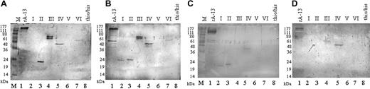 Figure 2. Immunoblot analyses showing the domain-specific reactivity of TTP patient plasmas with different anti-ADAMTS13 inhibitor titers. Equivalent amounts of recombinant ADAMTS13 fragments were resolved on 12% SDS-PAGE and electroblotted. Plasma samples from patients 14 (32 BU/mL; panel A), 18 (6 BU/mL; panel B), 22 (10 BU/mL; panel C), and 3 (3 BU/mL; panel D) were used as sources of primary antibody and AP-conjugated antihuman immunoglobulin, and BCIP/NBT was used for visualization. Recombinant protein, lane 1: recombinant ADAMTS13 (rA-13) derived from HEK 293 cells. Purified ADAMTS13 fragments, lanes 2-7: propeptide (lane 2, I), tsp1-1 (lane 3, II), cat/dis/tsp1-1 (lane 4, III), cys-rich/spacer (lane 5, IV), tsp1/2-8 (lane 6, V), and cub1 + 2 (lane 7, VI). As a negative control, the thio/his fragment was applied (lane 8). M indicates molecular weight markers.
