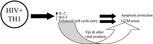 Figure 8. Proposed model of association between productive HIV replication in CD4+ T cells and cytokine expression, activation, apoptosis, and cell proliferation. According to this model, HIV either preferentially infects or up-regulates Th1 cytokines. The presence of type 1 cytokines, such as IL-2, leads to the up-regulation of Bcl-2, which protects the cells from apoptosis and promotes cell cycle entry. However, owing due to viral proteins, as is well documented, the productively infected cells become arrested in the G2/M phase of the cell cycle.