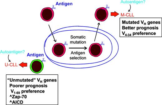 Figure 1. Origin and features of the 2 subsets of chronic lymphocytic leukemia. The development of unmutated CLL (U-CLL) is likely to be from a naive B cell that has encountered antigen but with insufficient stimulus to form a germinal center (GC). This subset has a poorer prognosis, displays a preference for V1-69 genes, and frequently expresses ZAP-70 and activation-induced cytidine deaminase (AID). In contrast, mutated CLL (M-CLL) develops from a cell that, following antigen encounter, has undergone somatic mutation and presumably antigen selection in the GC. The final neoplastic event is likely to have occurred after exit from the GC. This subset has a superior prognosis and displays a preference for V4-34 genes, but infrequently expresses ZAP-70 or AICD.