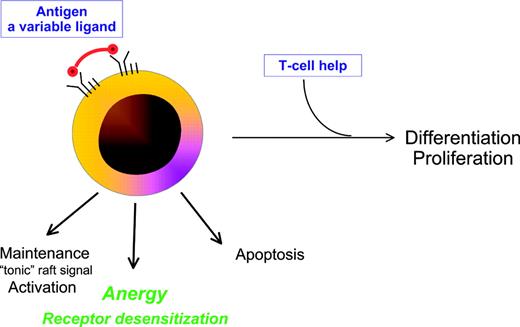 Figure 2. Multiplicity of potential outcomes following encounter of a B cell with antigen. Antigen, the ligand for the B-cell receptor, varies in properties that influence outcome including avidity, molecular form, concentration, and time of exposure. In the presence of CD40L-expressing Th cells, differentiation and proliferation can occur. In the absence of T-cell help, possible fates of the B cell include activation/maintenance, apoptosis, or anergy with receptor desensitization.