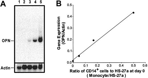 Figure 1. Northern blot analysis of OPN gene expression. (A) Northern blot of peripheral blood monocytes (lane 1) and 3-day cultures of HS-27a alone (lane 2) and adherent cells from cocultures of HS-27a and monocytes with different monocyte-HS-27a ratios (lanes 3-5). The monocyte-HS-27a ratios at day 0 in lanes 3, 4, and 5 are 1:20, 1:6, and 1:2, respectively. Total RNA (5 μg per lane) was separated on an RNA agarose gel and blotted onto a nylon membrane. The membrane was probed with a 32P-labeled OPN probe. The bound probe was stripped off, and the membrane was reprobed with a 32P-labeled actin probe. (B) Quantitation of the Northern blot by phosphor image analysis showed a strong correlation between the ratio of monocytes to HS-27a and OPN gene expression (R2 = 0.99). The data indicate a strong signal for OPN in RNA isolated from cocultures but not HS-27a or CD14+ cells cultured alone.