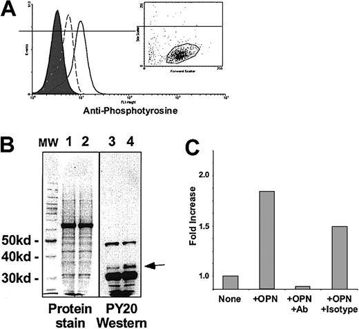 Figure 5. Signal transduction in OPN-treated CD34+ cells. (A) Purified CD34+ cells were incubated with 1 μg/mL OPN in the presence or absence of a neutralizing antibody against OPN for 2 minutes. The cells were fixed and permeabilized, followed by incubation with FITC-conjugated antiphosphotyrosine antibody (4G10) and analysis by flow cytometry. Cells were gated for forward and side scatter as shown in the inserted panel. Solid and dashed lines in the histogram show the degree of phosphorylation of cellular proteins in the absence and presence of the neutralizing antibody, respectively. Black filled area shows untreated control cells. (B) Immunoblot analysis of tyrosine-phosphorylated proteins in CD34+ cells. Total protein extracts of untreated or OPN-treated CD34+ cells were analyzed for tyrosine phosphorylation by Western blot. CD34+ cells were cultured for 2 minutes in the absence (lanes 1 and 3) or presence (lanes 2 and 4) of 1 μg/mL OPN. Total protein extracts were prepared, run on SDS-PAGE under reducing conditions, and transferred onto a nitrocellulose membrane. The membrane was stained with Ponceau S (Sigma, St. Louis, MO) to show protein load and incubated with PY20 antiphosphotyrosine antibody. An arrow indicates the position of the tyrosine-phosphorylated protein (34 kDa) that has increased phosphorylation after exposure to OPN. (C) CD34+ cells were cultured for 2 minutes in the absence (none) or presence of 1 μg/mL OPN (+OPN), OPN plus 13.5 μg/mL of a neutralizing antibody (+OPN+Ab), or OPN plus 13.5 μg/mL mouse IgG1 (+OPN+isotype). Total protein extracts were prepared, and tyrosinephosphorylated proteins were analyzed by immunoblots. The band intensity of the tyrosine-phosphorylated 34-kDa protein was measured by phosphor image analysis. Comparable results were obtained from 3 different cell preparations.