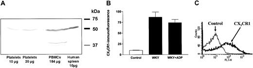 Figure 1. Expression of the fractalkine receptor (CX3CR1) on platelets demonstrated by Western blot (human platelets) or flow cytometry analysis (rat platelets). (A) Western blot demonstrating CX3CR1 expression on human washed platelets compared with peripheral blood mononuclear cells (PBMCs) and human spleen lysate as a positive control for CX3CR1. (B) The expression of CX3CR1 was similar in platelets from healthy Wistar-Kyoto rats (WKY) in the absence or presence of stimulation with adenosine diphosphate (ADP). The flow cytometry data are expressed as mean fluorescence ± SEM from 6 separate experiments. (C) A typical flow cytometry histogram with background (fine) and CX3CR1 expression (bold) on platelets from Wistar-Kyoto rats.