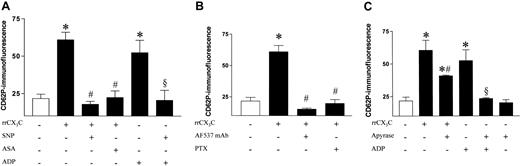 Figure 2. Fractalkine-mediated degranulation of rat platelets. (A) P-selectin surface expression in platelets from healthy Wistar-Kyoto rats under basal conditions and following stimulation with recombinant fractalkine (rrCX3C; 1 μg/mL) compared with control samples from the same animals and inhibition by preincubation with either sodium nitroprusside (SNP; 100 μM) or acetyl salicylic acid (ASA; 10 μg/mL) compared with the expression achieved by incubation with ADP (5 μM). (B) Neutralization of recombinant fractalkine by an antagonizing antifractalkine antibody (AF537; 100 μg/mL; 30 min) and inhibition of fractalkine receptor–mediated platelet activation by inhibition of G-protein coupling of the fractalkine-receptor by PTX (0.4 nM; 45 min). (C) P-selectin surface expression in platelets from healthy Wistar-Kyoto rats following stimulation with recombinant fractalkine (rrCX3C; 1 μg/mL) compared with control samples from the same animals in the presence and absence of apyrase (7.5 U/mL). Data are expressed as mean fluorescence ± SEM from 6 separate animals. *P < .01 versus basal; #P < .01 versus rrCX3C; §P < .01 versus ADP.