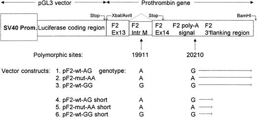 Figure 1. Scheme of vector layouts representing different prothrombin haplotypes. The original SV40 poly-A site cassette was removed from the vector and replaced in its entirety by the prothrombin gene polyadenylation signal, cleavage site, and 3′ flanking region. Vectors of the “short” type are identical to their parent plasmids except for a shortened 3′ flanking region. SV40 Prom. indicates SV40 promoter.