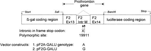 Figure 3. Scheme of the dual-reporter vector for assaying splicing efficiency. Vectors contained prothrombin intron M with the polymorphic 19911A>G site and adjacent exon sequence fused in-frame to β-galactosidase (β-gal) and luciferase reporter genes. In the case of inefficient splicing, a natural in-frame stop codon (X) is present within the intron. The ratio of luciferase activity to β-gal activity reflects the ratio of expression from spliced mRNA to the total expression of spliced and unspliced RNA. The parental plasmid is pTN23 (see “Materials and methods”).26