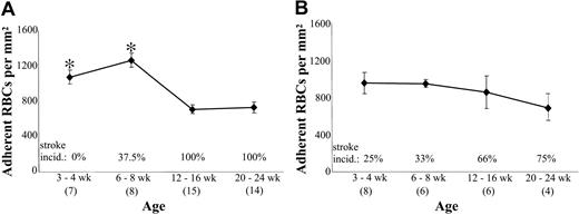 Figure 4. Adhesion of RBCs from younger versus older sph/sph and sphDem/sphDem mice to TSP. Washed RBCs from sph/sph (A) and sphDem/sphDem (B) mice in 4 different age groups (3-4 weeks, 6-8 weeks, 12-16 weeks, and 20-24 weeks old) were perfused through flow chambers coated with human TSP as described for Figure 1. Adherent RBCs/mm2 are depicted as mean ± SEM for each age group. Stroke incidence for the same groups of mice used for adhesion measurements is indicated above the x-axis of each graph. Numbers of measurements for RBC adhesion to TSP in each age group are indicated in parentheses below age group label on x-axis. *P < .005 versus 12 to 16 weeks and/or 20 to 24 weeks.