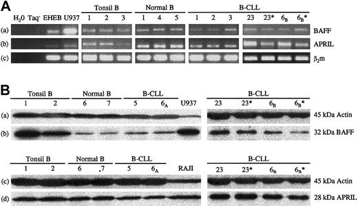 Figure 2. Expression of BAFF and APRIL mRNAs and proteins in normal blood and tonsil B lymphocytes and in B-CLL cells. (A) Total RNA was extracted from purified B lymphocytes from the blood of healthy volunteers or of patients with B-CLL or from tonsils. After RT, cDNAs were subjected to PCR amplification with specific primers for BAFF (lane a, 337 bp), APRIL (lane b, 365 bp), and β2-microglobulin as control (lane c, 169 bp). *Similar results were obtained after further purification of the leukemic B cells by CD19+ selection. U937 and EHEB cell lines were used as controls of expression. Negative controls were used in the absence of cDNA and of Taq. (B) Total lysates from purified B lymphocytes from the blood of healthy volunteers or B-CLL patients or from tonsils were analyzed by Western blotting and were revealed either with a rabbit anti-BAFF polyclonal antibody (lane b), with a goat anti-APRIL polyclonal antibody (lane d), or with a mouse antiactin monoclonal antibody as a control of roughly equal deposit of proteins (lanes a and c). *Similar results were obtained after further purification of the leukemic B cells by CD19+ selection. Lysates of U937 and RAJI cell lines were used as positive controls for BAFF and APRIL expression, respectively.