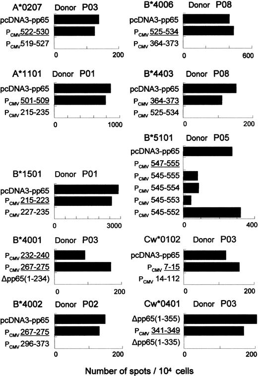 Figure 3. Recognition of the epitopes predicted by computer algorithm by the pp65-specific CTL lines. Linear expression fragments encoding various peptides including the predicted epitopes were generated and transfected into 293T cells together with restricting HLA cDNA. Recognition by the pp65-specific CTL lines was evaluated 48 hours later by ELISPOT assay. Numbers indicate the amino acid position of pp65 encoded by each construct. Linear expression fragments encoding the predicted epitopes are underlined. Each bar represents the number of spots per 104 cells.
